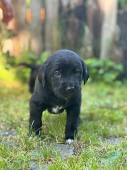 Bernský salašnický X labrador - 9