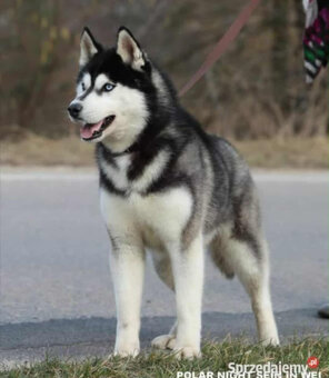 Sibiřský husky s PP - 9