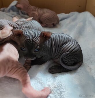 Kanadský Sphynx koťátka - 9