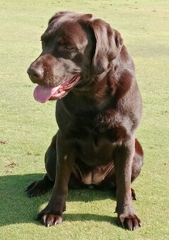 Labrador retriever s PP - 9