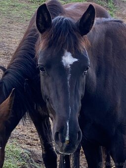 3 letá ČT klisna - 9