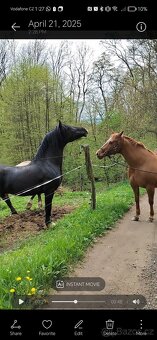 Welsh cob připouštění - 9