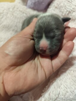 Štěně staforda - 9