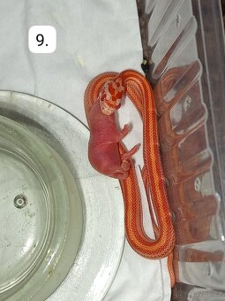 Užovka červená Letošní mláďata - 9
