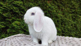 Zakrslý beránek, králíček, králík - HARRY - 9