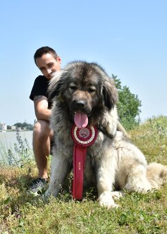 Kavkazský pastevecký pes - 9