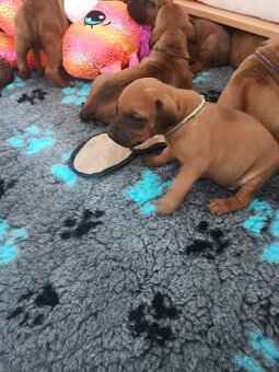 Rhodéský ridgeback - štěňátka k rezervaci 🩷💙 - 9