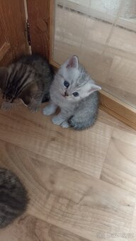 Britská whiskas koťátka s PP - 9