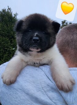 Americká akita s PP - 9