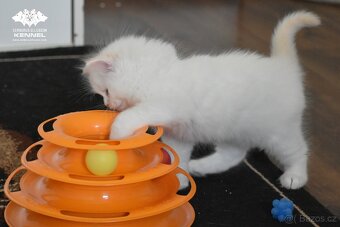 Ragdoll s PP – creme bicolor kocourek na výstavy a chov - 9