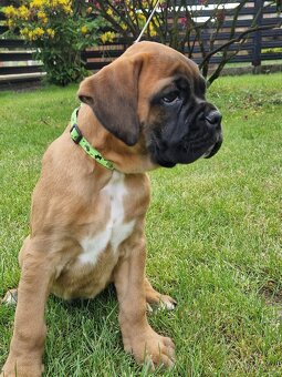 Německý boxer, štěnatka - 9