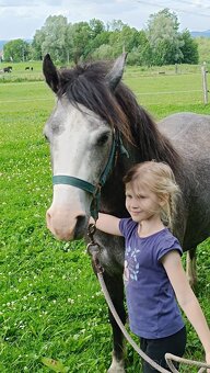 Český sportovní pony valach - 9
