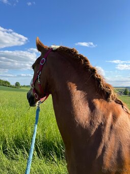 Pony kategorie B - 9