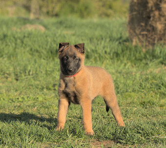 Prodám štěně BO Malinois PP - 9