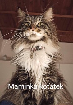 Mainská mývalí koťátka - 9
