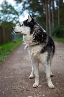 GYMY K ADOPCI - přátelský parťák - 9