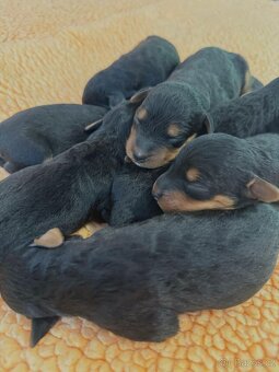 Erdelteriér- Airedale terrier, štěňata - 9