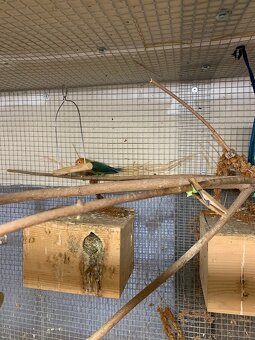 Agapornis Fischerův - 9