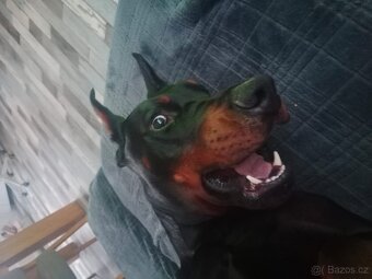 Krytí pes Dobrman - 9