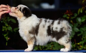 Australský ovčák s PP - blue Merle a black tri - 9