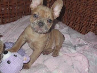 Francouzský buldoček - 9