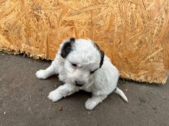 Prodám štěňata Jack Russel teriér - 9