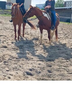 Klisny QH a PH - 9