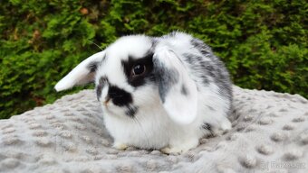 Zakrslý beránek, králíček, králík - NAOMI - 9