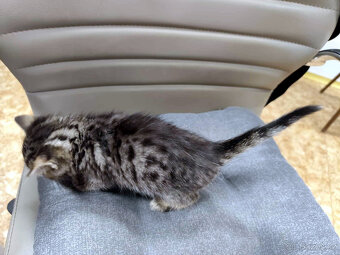 HLEDÁM DOMOV PRO KOTĚ / KOŤÁTKA PŘEROV - 9