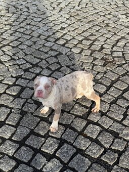 American Bully štěňátka - 9