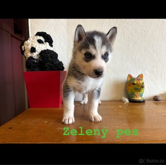 Štěňata k odběru - 9