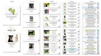Beauceron štěńátka s PP zahraniční krytí - 9
