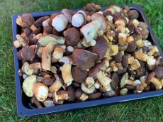 PRONÁJEM CHATY VYSOČINA-na samotě u VELKÉHO DÁŘKA - 9