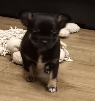 Čivava pidi štěňátka - 9