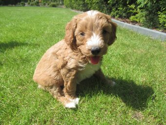 Maltipoo štěňátka - 9