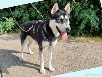 BLUE K ADOPCI - přátelský akční mazel - 9