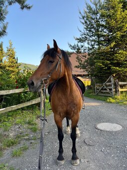 kobyla ČT/hucul - 9