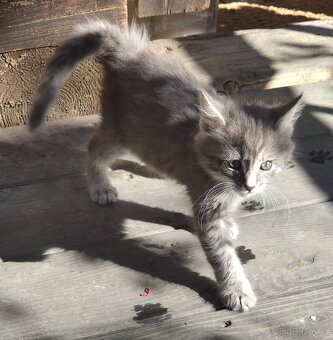 Mainská mývalí koťata - 9