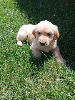 Zlatý retrívr/retriever - 9