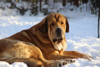 Španělský mastin s PP - pejsci - 9