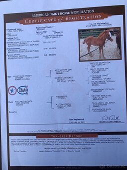 Prodám hřebečka APH - 9