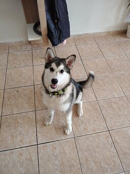 Aljašský Malamut bez pp - 9