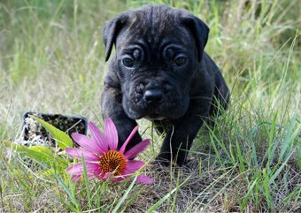 CANE CORSO - 9