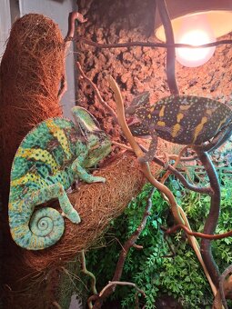 chameleon jemenský - 9