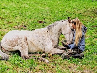 Mimořádná Appaloosa klisna 90%FPD - 9