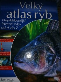 Holubi osli ryby koně ptáci včely - 9