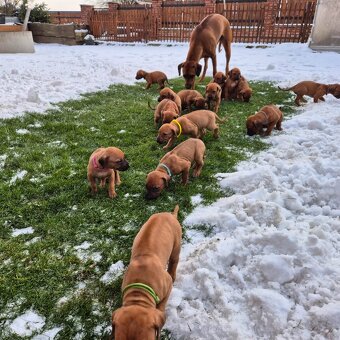 Rhodesian Ridgeback - vymazlená štěňátka s PP - 9