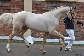 2976 Arn de Gothia-M - 9