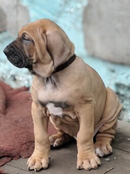 Brazilská fila s PP - 9