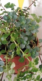 Pilea - pokojová rostlina - 9